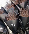 Hình ảnh: Đỗ quyên ngủ đông, đỗ quyên khô. những điều cần biết về công chúa ngủ đông