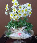 Hình ảnh: Hoa thủy tiên chơi tết 2018. kỹ thuật trồng và chăm sóc hoa thủy tiên. địa chỉ cung cấp hoa cây cảnh toàn quốc