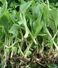 Hình ảnh: Cung cấp cây giống nuôi cấy mô, chuối tây thái, chuối tiêu hồng và các loại giống chuối khác