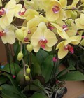 Hình ảnh: Lan hồ điệp, cung cấp số lượng lớn lan hồ điệp chơi tết. sự lựa chọn tinh túy của người hà nội