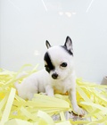 Hình ảnh: Chihuahua 3 tháng tuổi