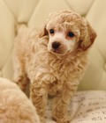 Hình ảnh: Poodle 3 tháng tuổi