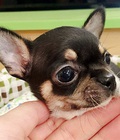 Hình ảnh: Chihuahua 2 tháng tuổi