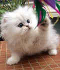 Hình ảnh: Mèo Ba Tư lông trắng 3 tháng tuổi