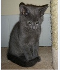 Hình ảnh: Mèo Nga màu xám 3 tháng tuổi