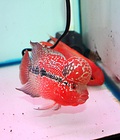 Hình ảnh: Cá la hán - tháI đỏ huyết châu - a 03