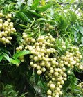 Hình ảnh: Cung cấp số lượng lớn cây giống mắc mật, móc mật. địa chỉ cung cây cây giống toàn quốc