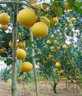 Hình ảnh: Cung cấp cây giống bưởi diễn chuẩn giống, chất lượng. địa chỉ cung cấp cây giống uy tín giao cây toàn quốc