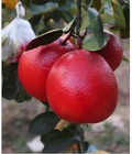 Hình ảnh: Mua cây giống bưởi đỏ phúc kiến chuẩn giống, cây giống chất lượng. địa chỉ cung cấp cây giống uy tín
