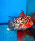 Hình ảnh: Cá la hán - tháI đỏ huyết