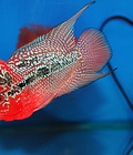 Hình ảnh: Cá la hán - tháI đỏ huyết - ms: a 07