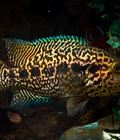 Hình ảnh: Cá Managuense cichlids