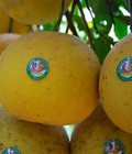 Hình ảnh: Cung cấp số lượng lớn cây giống bưởi đỏ tân lạc, cây giống chuẩn chất lượng. giao cây toàn quốc