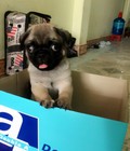 Hình ảnh: pug 1 nếp
