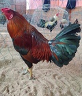 Hình ảnh: V111 - Gà Vàng