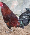 Hình ảnh: D592 - Gà Điều Mật