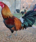 Hình ảnh: D591 - Gà Điều Xanh