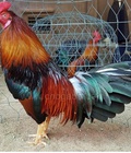 Hình ảnh: D589 - Gà Điều Đỏ