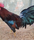 Hình ảnh: D578 - Gà Điều Xanh