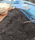 Hình ảnh: Cung cấp số lượng lớn phân chuồng hoai mục, địa chỉ cung cấp phân chuồng số lượng lớn và chất lượng