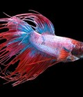 Hình ảnh: Betta tháI 2