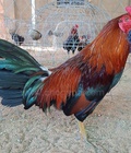 Hình ảnh: D581 - Gà Điều Xanh