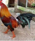 Hình ảnh: D560 - Gà Điều Xanh