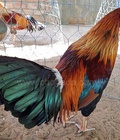 Hình ảnh: D590 - Gà Điều Vàng