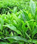Hình ảnh: Kỹ thuật trồng và chăm sóc cây trà xanh tại nhà. cung cấp số lượng lớn cây giống trà xanh