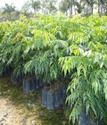 Hình ảnh: Kỹ thuật trồng cây sưa đỏ, bán giống cây sưa đỏ số lượng lớn giao cây toàn quốc