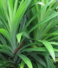 Hình ảnh: Cung cấp cây lá nếp, cây lá dừa số lượng lớn. địa chỉ cung cấp cây giống toàn quốc