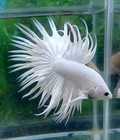 Hình ảnh: Betta thái 19