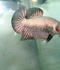 Hình ảnh: Betta thái 18