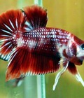 Hình ảnh: Betta tháI 17