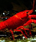 Hình ảnh: Red crayfish pro