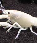Hình ảnh: White crayfish pro