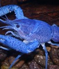 Hình ảnh: Blue crayfish pro