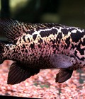 Hình ảnh: Cá Cuban cichlids