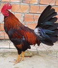 Hình ảnh: D596 - Gà Điều Xanh