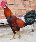 Hình ảnh: D594 - Gà Điều Xanh