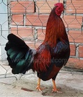 Hình ảnh: D597 - Gà Điều Đỏ