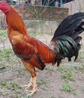 Hình ảnh: V110 - Gà Vàng