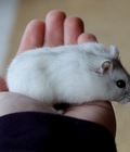 Hình ảnh: Chuột Hamster Winter White trắng tuyết