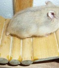 Hình ảnh: Chuột Hamster Campbell trà sữa >1.5 tháng tuổi