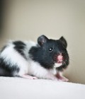 Hình ảnh: Chuột Hamster Panda bò sữa trắng-đen hn04