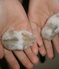 Hình ảnh: Chuột Hamster Panda bò sữa >1.5 tháng tuổi