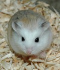 Hình ảnh: Chuột Hamster Robo thường >1.5 tháng tuổi