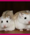 Hình ảnh: Chuột Hamster Robo mặt trắng quý hiếm >1.5 tháng tuổi