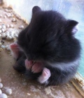 Hình ảnh: Chuột Hamster đen yếm trắng