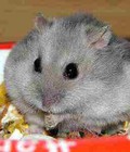 Hình ảnh: Chuột Hamster xám yếm trắng <1 tháng tuổi
